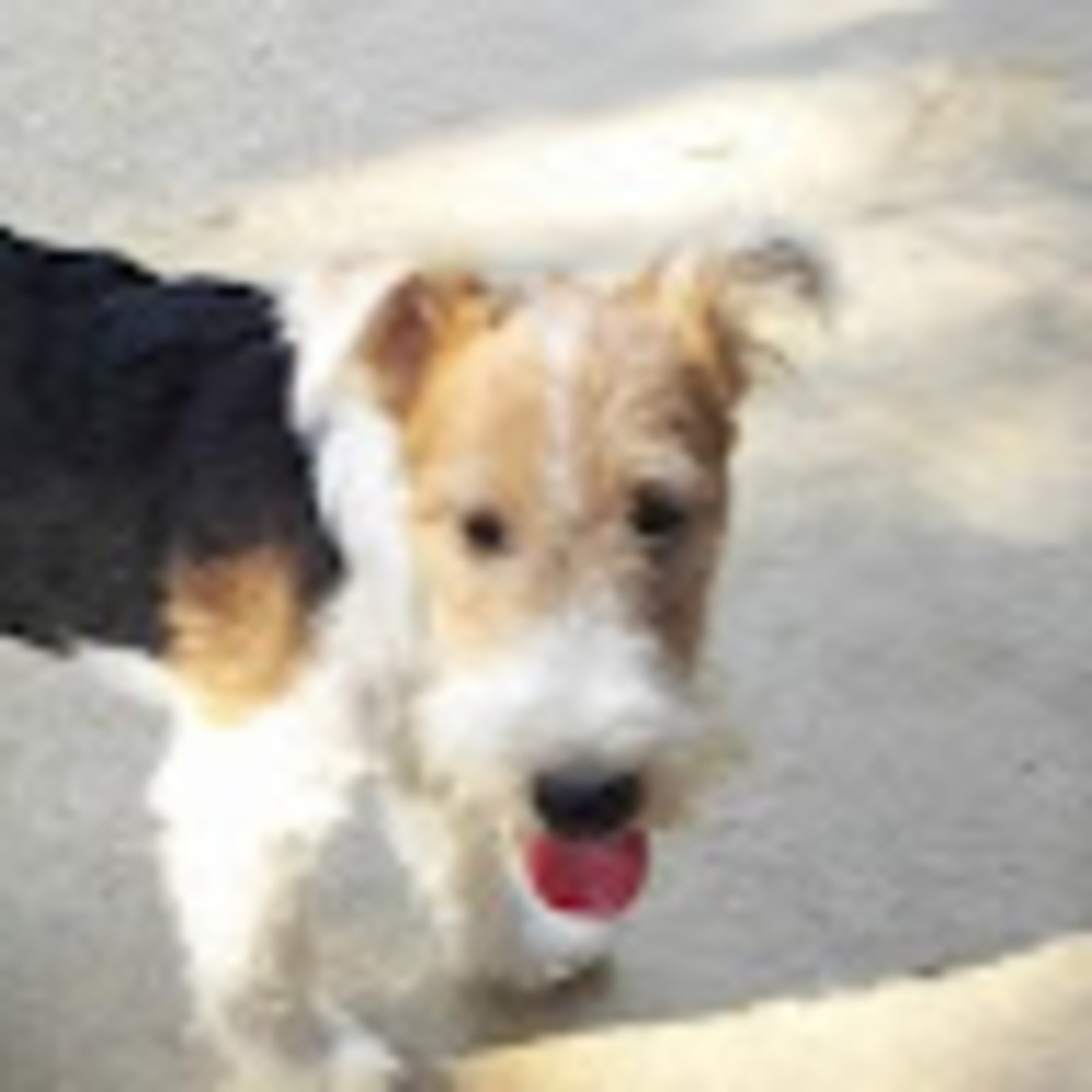 Meet your Posher, Charlie